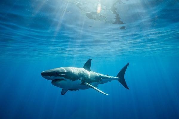 loansharks翻译